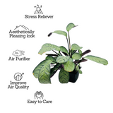 Calathea Amagris- Live Plant (Home & Graden)