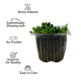 String of Tears / Curio Herreianus- Live Succulent Plant (Home & Garden)