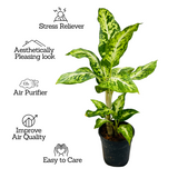Dieffenbachia Sparkles - Live Plant (Home & Graden)