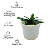 Aloe Black Gem (Alworthia 'Black Gem')- Live Succulent Plant (Home & Garden)