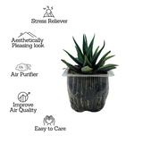 Haworthia Fasciata cv. Concolor - Live Plant (Home & Garden)
