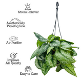 Silver Pictus / Silver Satin Pothos Hanging Plant With Pot