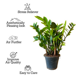 Big ZZ Plant Green (Zamioculcas zamiifolia) - Live Plant in 10 inch For Indoor (Home & Garden)