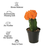 Moon Cactus Orange (Gymnocalycium mihanovichii)- Live Plant (Home & Garden)