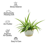 Chlorophytum Comosum ƒ?? Hanging Plant With Pot