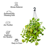 Peperomia Green Creeper Hanging Plant With Pot