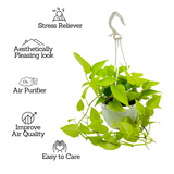 Golden Money Plant Hanging With Pot