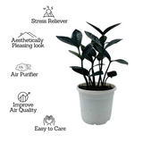 Zamioculcas Raven / Black ZZ Plant (Zamioculcas zamiifolia) - Live Plant For Indoor (Home & Garden)