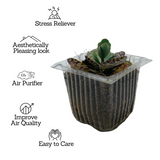 Kalanchoe Humilis- Live Succulent Plant (Home & Garden)