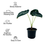 Alocasia Black Velvet- Live Plant (Home & Garden)