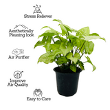 Syngonium White (Syngonium Podophyllum) - Live Plant (Home & Graden)