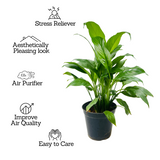 Peace Lily (Spathiphyllum) Flowering/Ornamental Live Plant In Pot (Home & Garden)