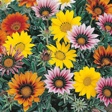 Gazania Mix Seed (25 Seeds) (Home & Garden)
