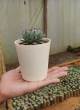 Krish 10 Self Watering Plastic Pot