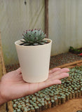 Krish 12 Self Watering Plastic Pot