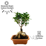 Bonsai Ficus (Grafted - Ficus retusa)- Live Plant in 16cm Pot (Home & Graden)