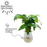 Pachira Money Plant Tree | Malabar Chestnut (Pachira aquatica)- Live Plant Selfwatering Pot (Home & Garden)