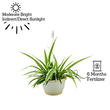 Chlorophytum Comosum ƒ?? Hanging Plant With Pot