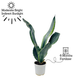 Sansevieria Trifasciata Whitney / Snake Plant (Sansevieria trifasciata)- Live Plant (Home & Garden)