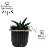 Gasteria Obliqua | Gasteria Bicolor Succulent Plant - Live Plant (Home & Garden)