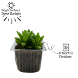 Small Haworthia Cymbiformis Plant- Live Succulent Plant (Home & Garden)