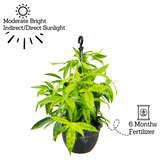 Dracaena Golden Milky / Milky Bamboo Hanging Plant With Pot