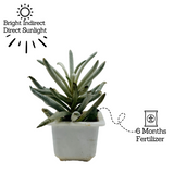 Senecio Wooly | Senecio Scaposus - Live Plant (Home & Garden)