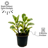 Peperomia Obtusifolia (Variegated)- Live Plant in 10cm pot For Indoor (Home & Garden)