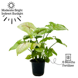 Syngonium Lemon (Syngonium Podophyllum) - Live Plant (Home & Graden)