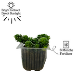 Cremnosedum ƒ??Little Gemƒ?? - Live Succulent Plant (Home & Garden)