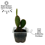 Bunny Ear Cactus (Opuntia microdasys)- Live Plant (Home & Garden)