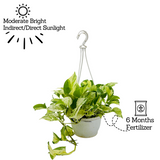 Money Plant Marble Hanging With Pot