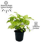 Syngonium White (Syngonium Podophyllum) - Live Plant (Home & Graden)