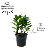 ZZ Plant Green (Zamioculcas zamiifolia) - Live Plant For Indoor (Home & Garden)