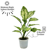 Aglaonema Snow White (Aglaonema Costatum)- Live Plant (Home & Garden)