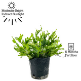Christmas Cactus / Crab Cactus / Holiday Cactus (Schlumbergera) - Live Plant For Indoor (Home & Garden)