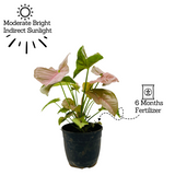 Syngonium Pink (Syngonium Podophyllum) - Live Plant (Home & Graden)