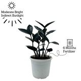 Zamioculcas Raven / Black ZZ Plant (Zamioculcas zamiifolia) - Live Plant For Indoor (Home & Garden)