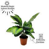 Calathea Beauty Star - Live Plant (Home & Graden)