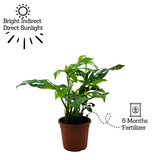 Monstera Adansonii | Broken Heart Plant- Live Plant (Home & Garden)