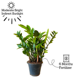 Big ZZ Plant Green (Zamioculcas zamiifolia) - Live Plant in 10 inch For Indoor (Home & Garden)