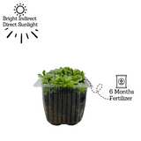 Sempervivum Arachnoideum ƒ??Cobweb house-leekƒ?�- Live Succulent Plant (Home & Garden)