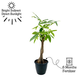 Pachira Money Plant Tree Braided | Malabar Chestnut (Pachira aquatica)- Live Plant in 12cm Pot (Home & Garden)