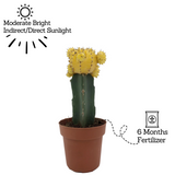 Moon Cactus Yellow (Gymnocalycium mihanovichii)- Live Plant (Home & Garden)