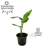 Bird Of Paradise Small (Strelitzia reginae)- Live Plant (Home & Garden)