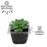 Echeveria Tippy Plant- Live Succulent Plant (Home & Garden)
