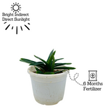 Aloe Black Gem (Alworthia 'Black Gem')- Live Succulent Plant (Home & Garden)