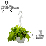 Philodendron Oxycardium Golden Plant With Hanging Pot