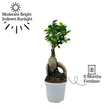 Bonsai Ficus (Grafted - Ficus retusa)- Live Plant in 10cm Pot (Home & Graden)