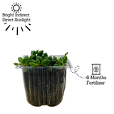 String of Tears / Curio Herreianus- Live Succulent Plant (Home & Garden)